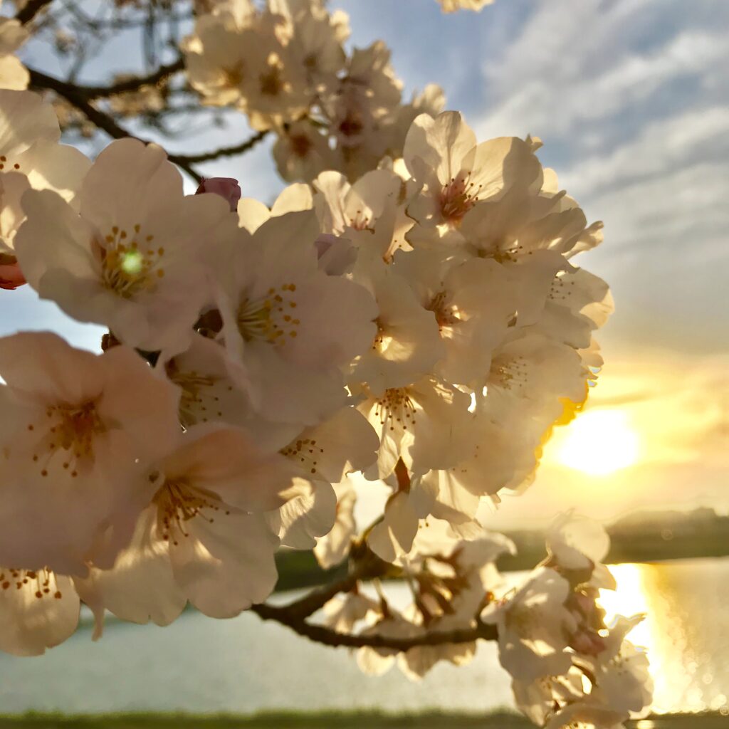 夕日桜